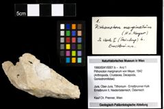 Foto (Objekt + Etiketten) von Pithonoton marginarum (von Meyer, 1842) (NHMW-GEO-1990-0041-0001b)